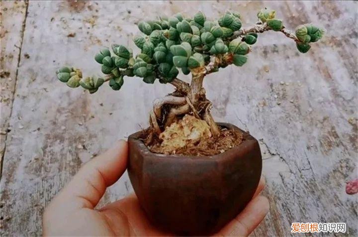 吊兰下面白色的根怎么种，吊兰的另一种养法，白根变绿根，蹭蹭长成高价盆景