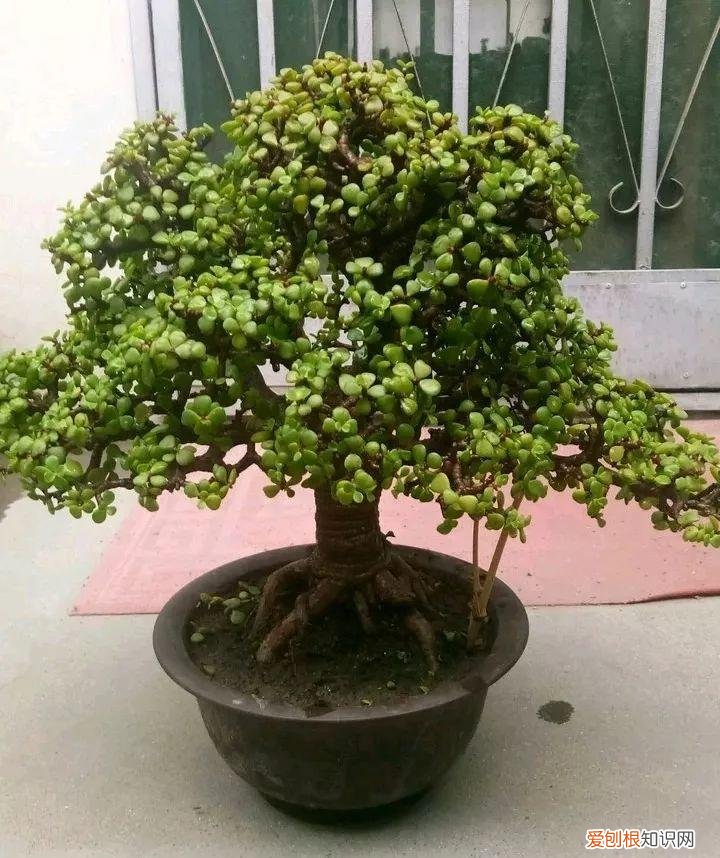 吊兰下面白色的根怎么种，吊兰的另一种养法，白根变绿根，蹭蹭长成高价盆景