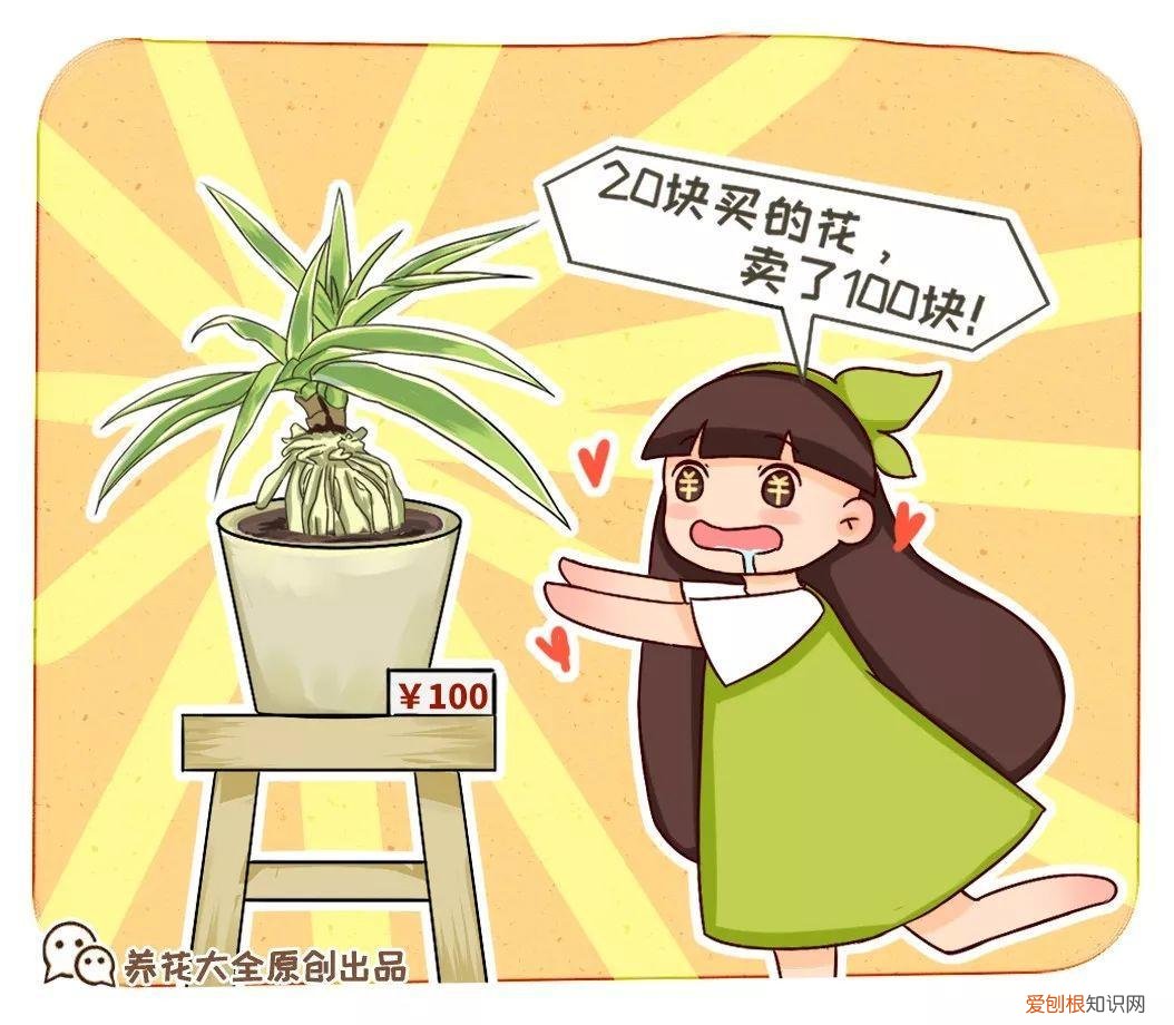 吊兰下面白色的根怎么种，吊兰的另一种养法，白根变绿根，蹭蹭长成高价盆景