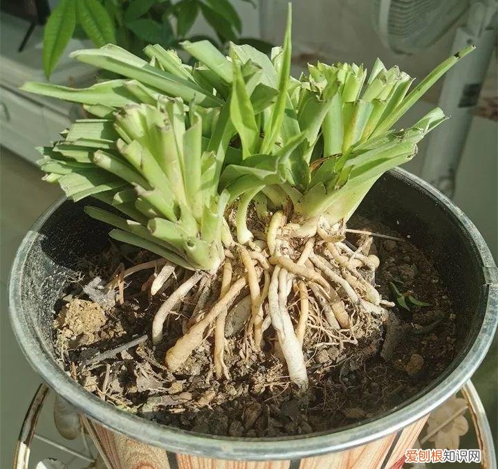 吊兰下面白色的根怎么种，吊兰的另一种养法，白根变绿根，蹭蹭长成高价盆景