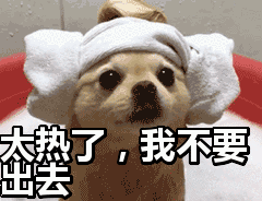 养狗的冷知识,狗狗的“50个冷知识”,养狗人必知