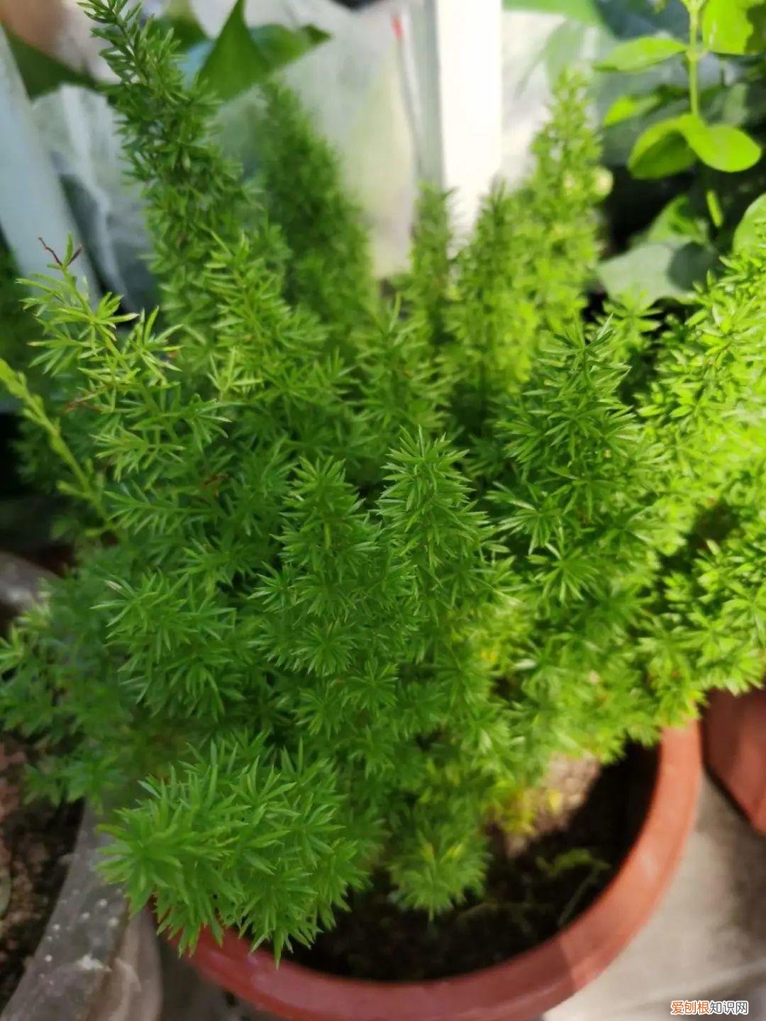 房间什么植物好养活又好看图片，15种健康植物，1间房1盆，颜值高，好养活