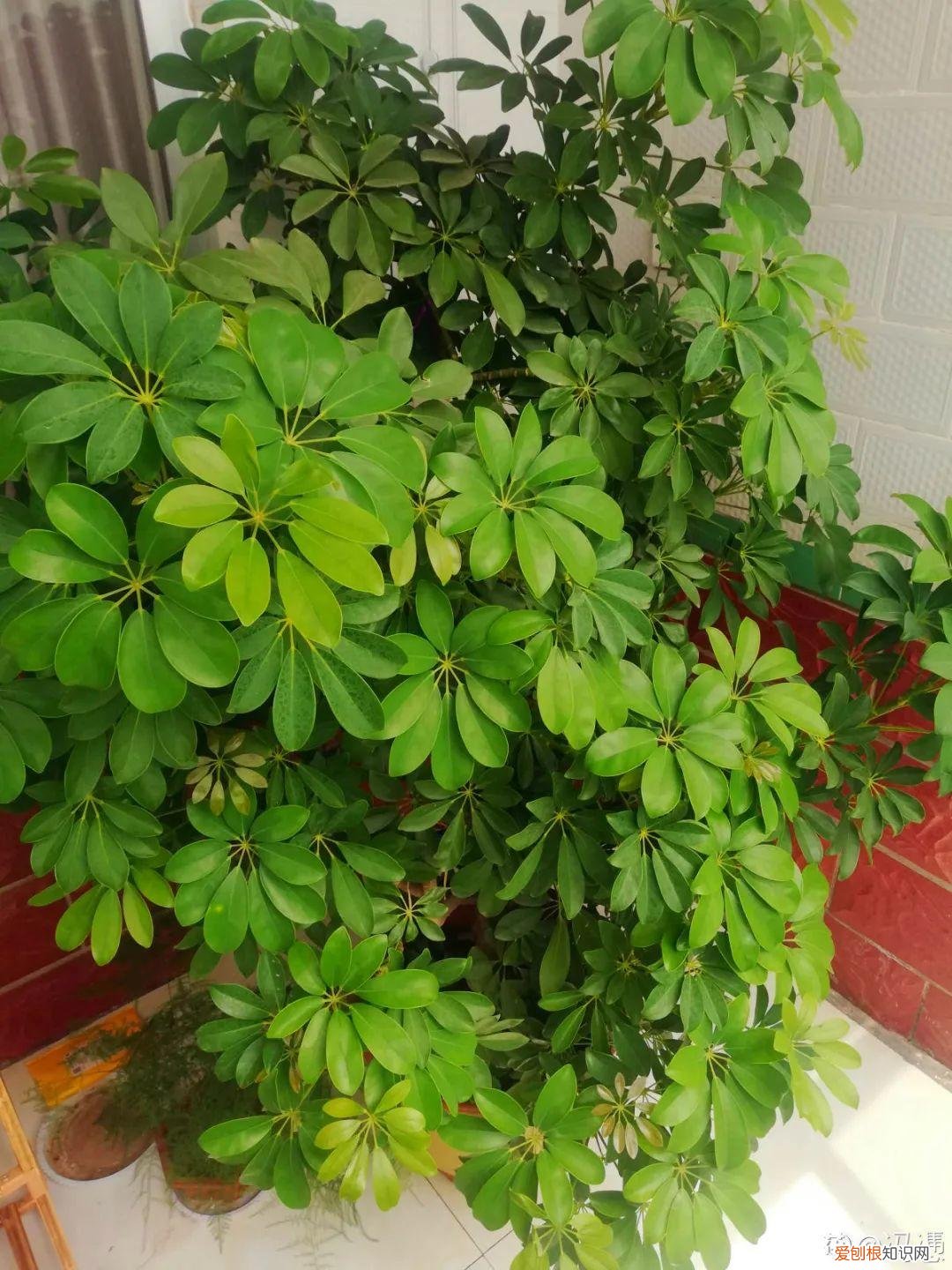 房间什么植物好养活又好看图片，15种健康植物，1间房1盆，颜值高，好养活