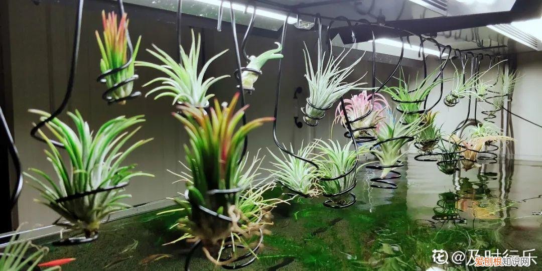 房间什么植物好养活又好看图片，15种健康植物，1间房1盆，颜值高，好养活