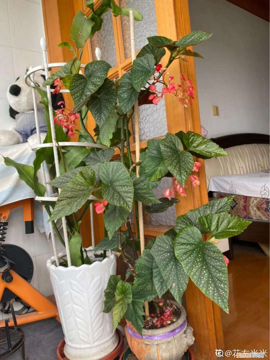 房间什么植物好养活又好看图片，15种健康植物，1间房1盆，颜值高，好养活