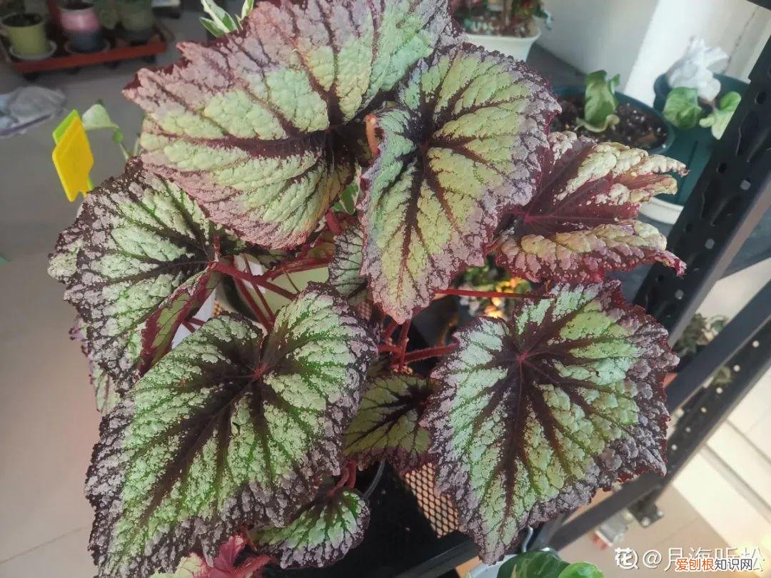 房间什么植物好养活又好看图片，15种健康植物，1间房1盆，颜值高，好养活