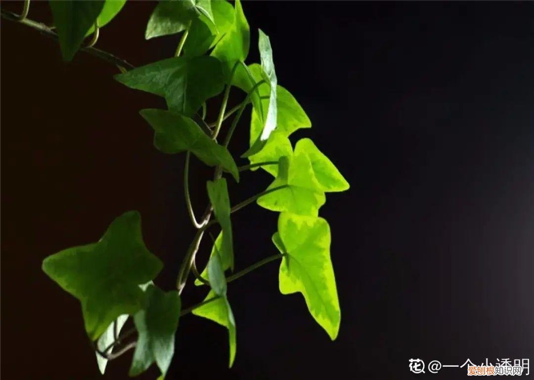 房间什么植物好养活又好看图片，15种健康植物，1间房1盆，颜值高，好养活