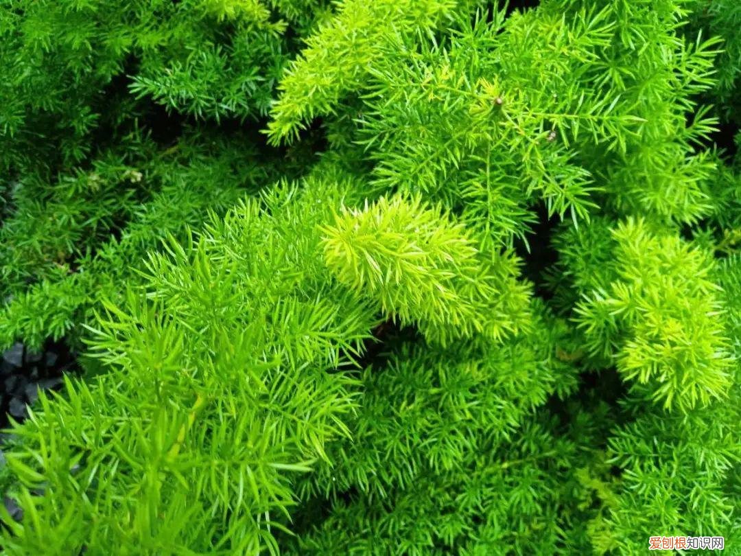 房间什么植物好养活又好看图片，15种健康植物，1间房1盆，颜值高，好养活