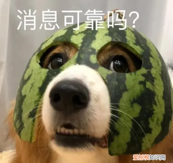 养狗前要知道的15件事，16个养狗冷知识，不知道的，只能证明你养狗有多失败