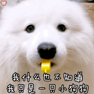 养狗前要知道的15件事，16个养狗冷知识，不知道的，只能证明你养狗有多失败