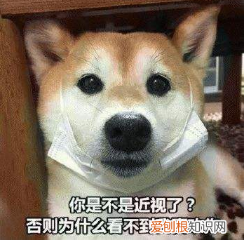 养狗前要知道的15件事，16个养狗冷知识，不知道的，只能证明你养狗有多失败