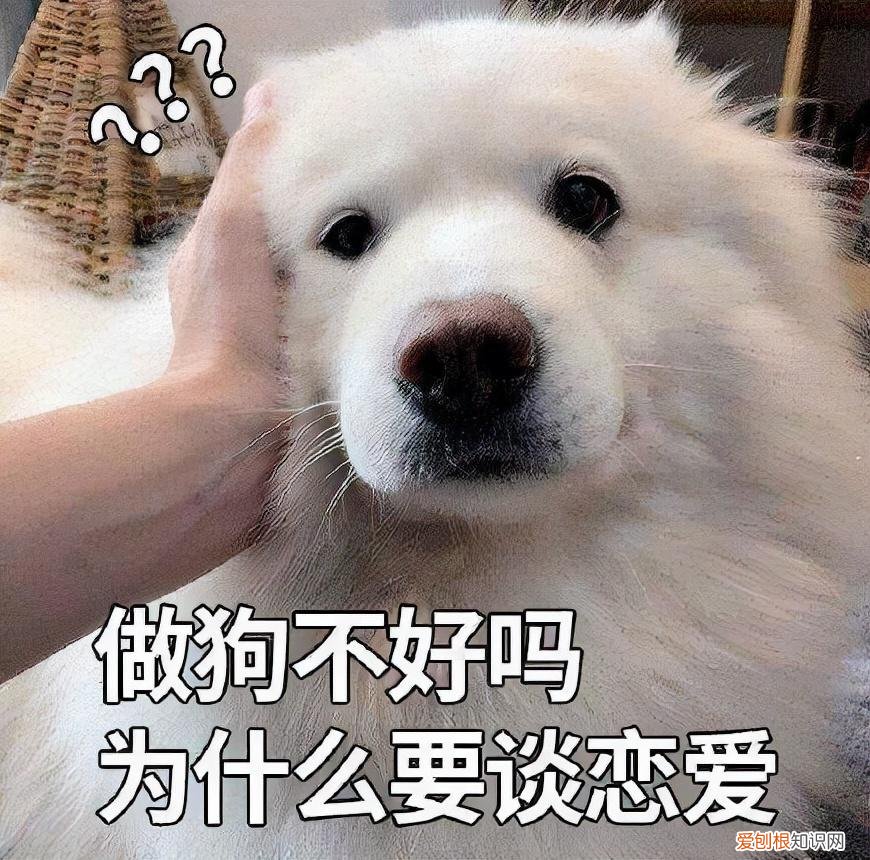 养狗前要知道的15件事，16个养狗冷知识，不知道的，只能证明你养狗有多失败