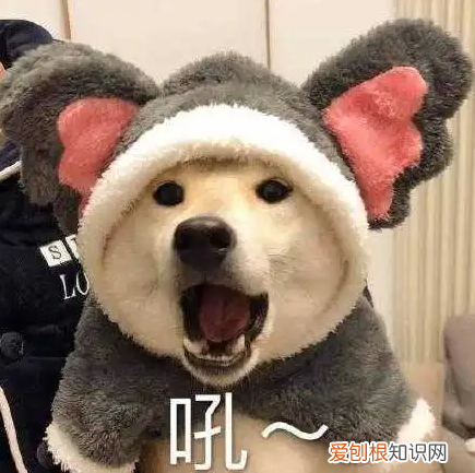 养狗前要知道的15件事，16个养狗冷知识，不知道的，只能证明你养狗有多失败