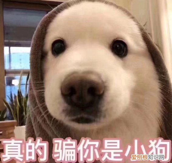 养狗前要知道的15件事，16个养狗冷知识，不知道的，只能证明你养狗有多失败
