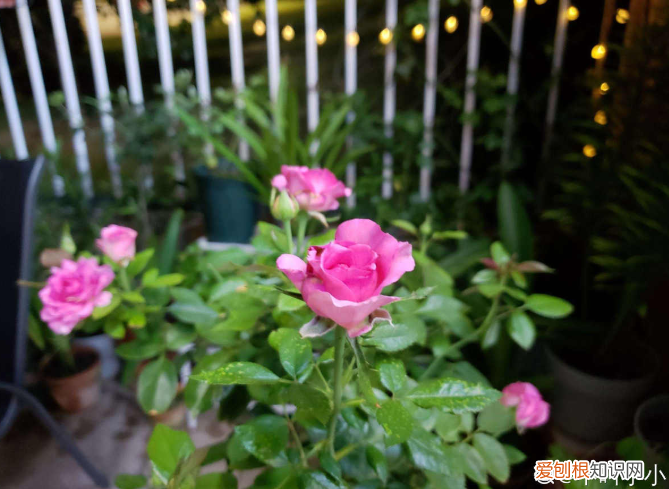 月季花怎么修剪成棒棒糖，月季花新养法，抹掉侧芽，长成一根棒棒糖