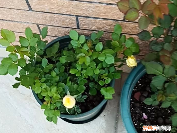 月季花怎么修剪成棒棒糖，月季花新养法，抹掉侧芽，长成一根棒棒糖