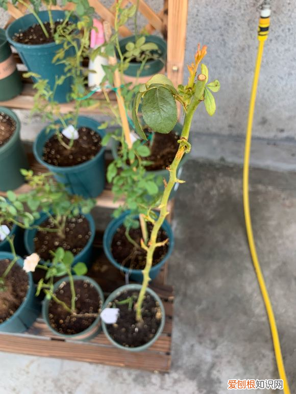 月季花怎么修剪成棒棒糖，月季花新养法，抹掉侧芽，长成一根棒棒糖