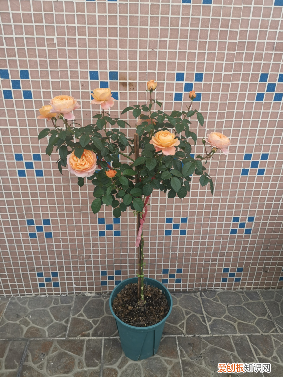 月季花怎么修剪成棒棒糖，月季花新养法，抹掉侧芽，长成一根棒棒糖