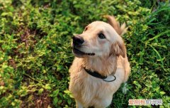 金毛不把你当主人的表现是什么 金毛不把你当主人的表现