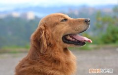 金毛不可以打哪里 打金毛不能打哪里