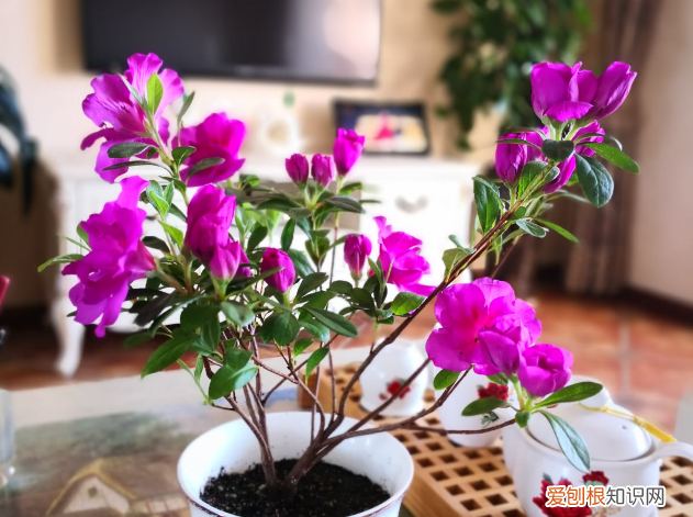 杜鹃花怎么养才能枝繁叶茂，家里养杜鹃，一要湿、二要酸，才能枝繁叶茂开花多
