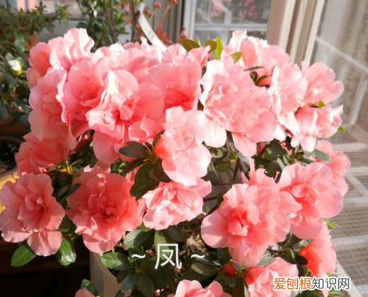 杜鹃花怎么养才能枝繁叶茂，家里养杜鹃，一要湿、二要酸，才能枝繁叶茂开花多