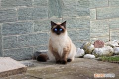 猫咪生化检查是什么意思，猫生化检查是什么意思啊