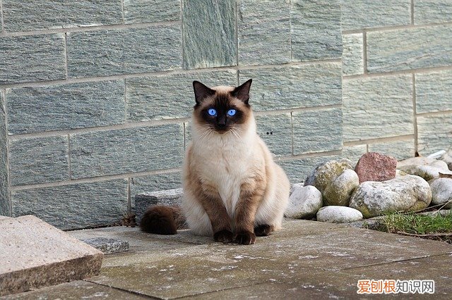猫咪生化检查是什么意思，猫生化检查是什么意思啊