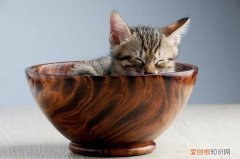 猫咪止吐针有什么副作用，猫咪打了止吐针还是吐的厉害