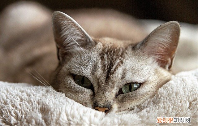 猫传腹可以吃利尿药吗,猫咪腹水可以吃利尿片吗