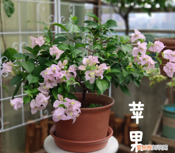 养花是心情,赏花是快乐，养花在精不在多，一盆精品，胜过10盆普通花
