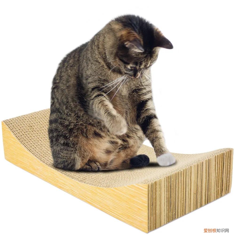 新手养猫要买什么物品,入门养猫新手礼包:有什么宠物用品必须准备