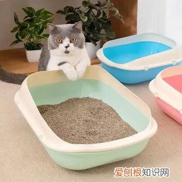 新手养猫要买什么物品,入门养猫新手礼包:有什么宠物用品必须准备