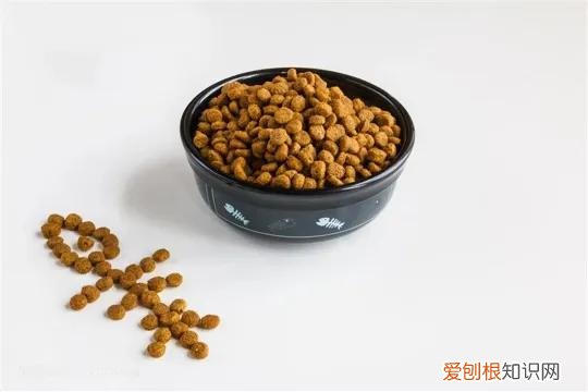 新手养猫要买什么物品,入门养猫新手礼包:有什么宠物用品必须准备