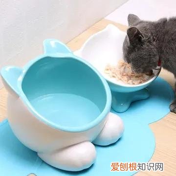 新手养猫要买什么物品,入门养猫新手礼包:有什么宠物用品必须准备