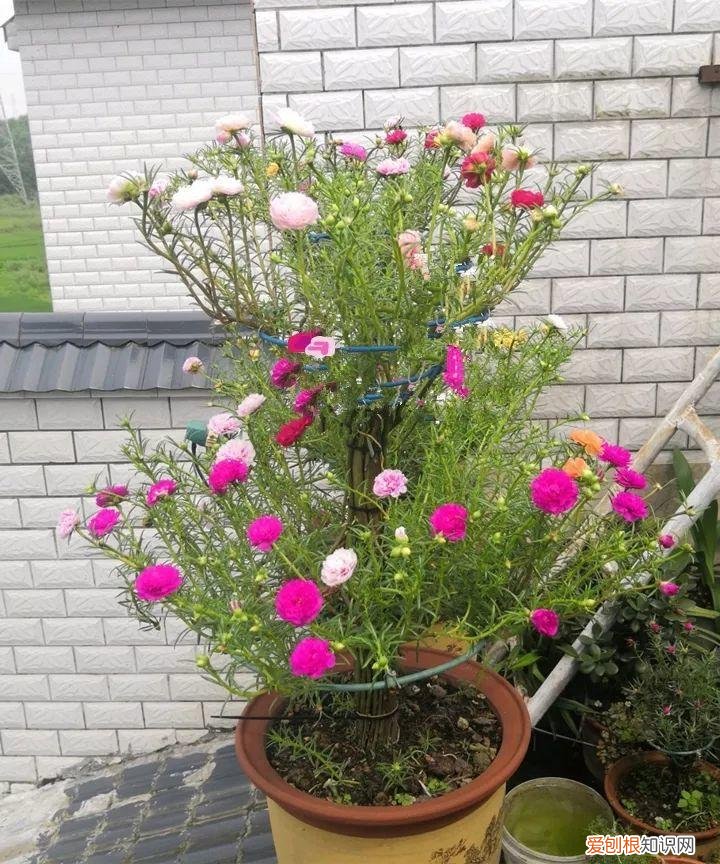 太阳花怎么成老桩，太阳花的花样养法，水管、木桩，别看枝条小，有地就能生根开花