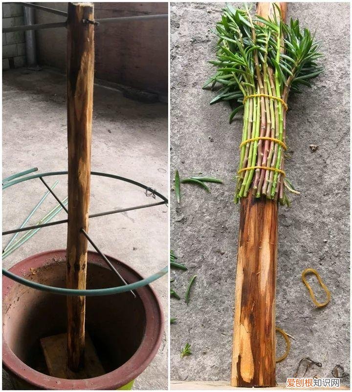 太阳花怎么成老桩，太阳花的花样养法，水管、木桩，别看枝条小，有地就能生根开花