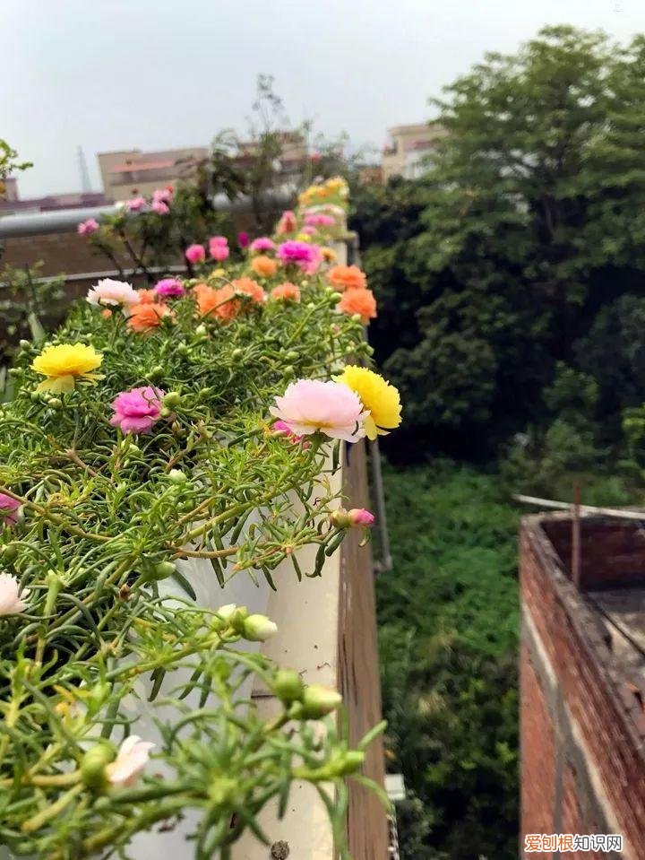 太阳花怎么成老桩，太阳花的花样养法，水管、木桩，别看枝条小，有地就能生根开花