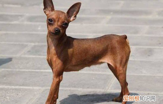 小鹿犬一般活几年 小鹿犬的寿命是多少年