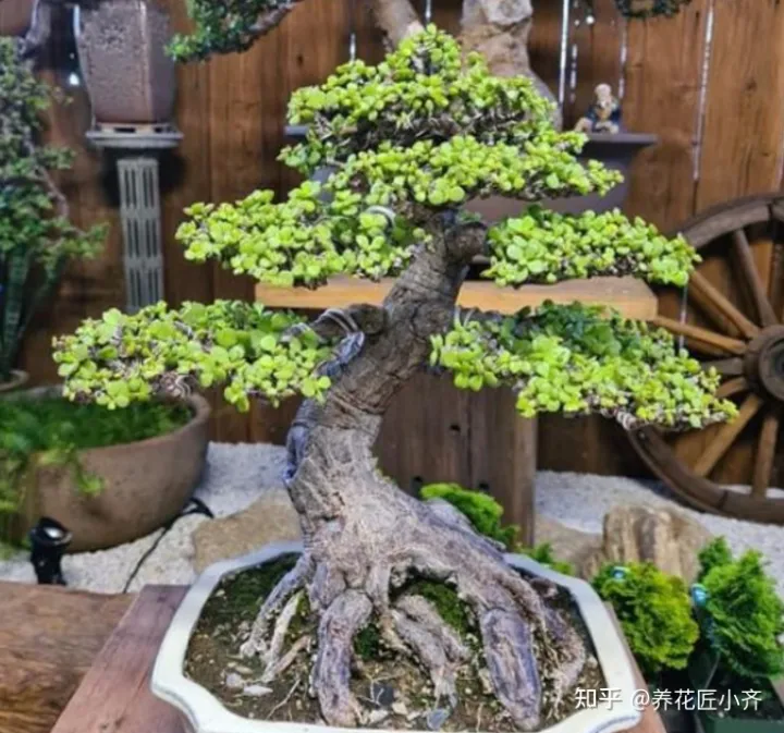 养花的要领，养花高手都知道的“黄金法则”，总共4点，学会后，养花变得简单
