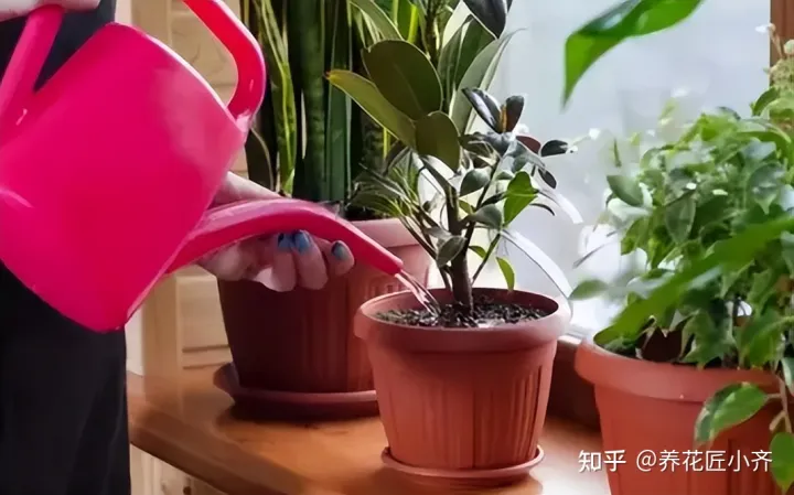 养花的要领，养花高手都知道的“黄金法则”，总共4点，学会后，养花变得简单