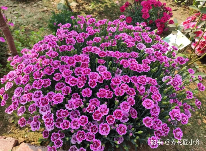 养花的要领，养花高手都知道的“黄金法则”，总共4点，学会后，养花变得简单