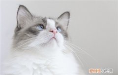 猫身上有白色结痂硬块怎么治，猫身上结了白色的硬块
