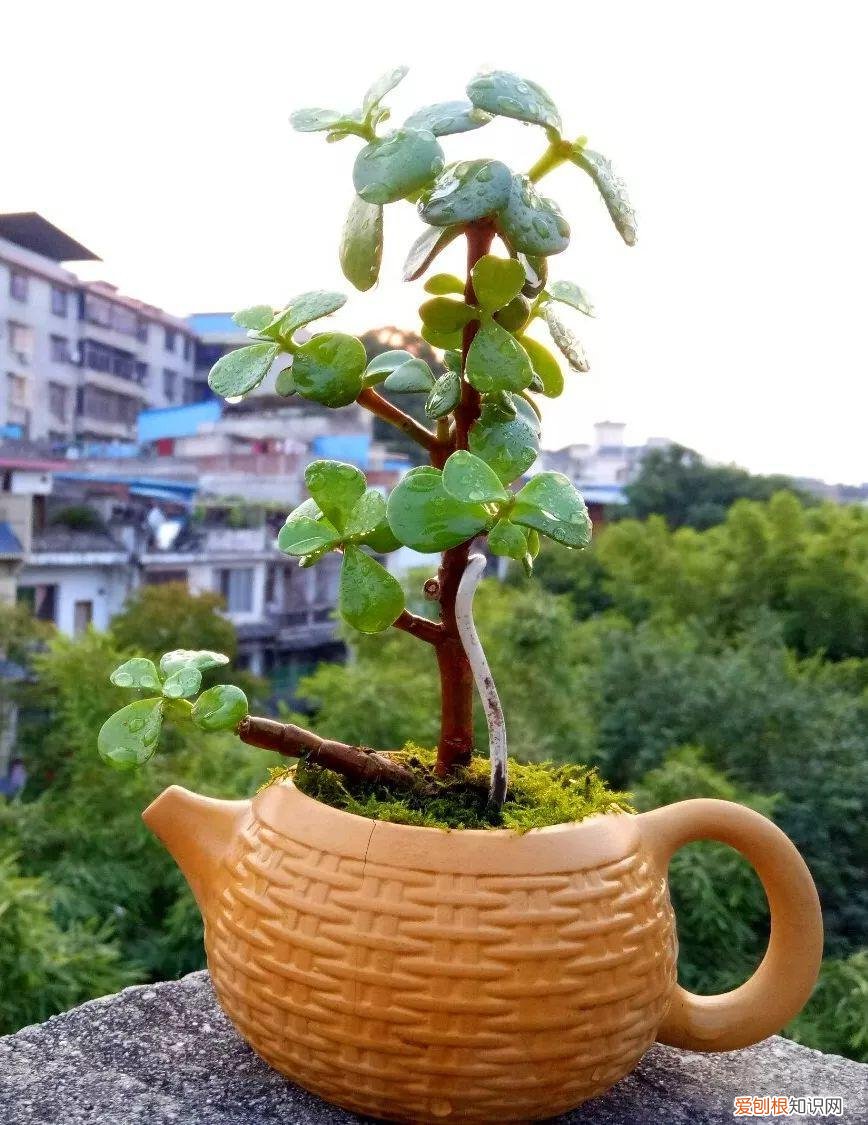 盆栽花卉怎么修剪好看，家里有这10种花，多修剪少浇水，能养成高价盆景