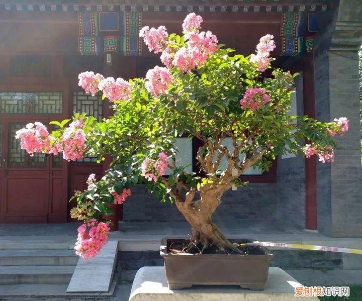 盆栽花卉怎么修剪好看，家里有这10种花，多修剪少浇水，能养成高价盆景