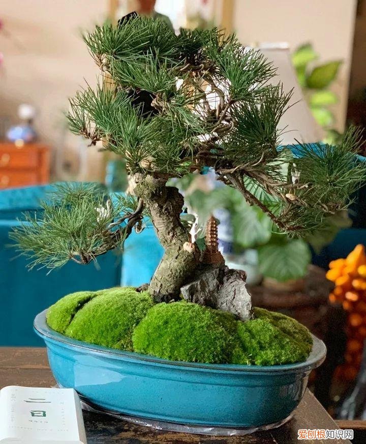 盆栽花卉怎么修剪好看，家里有这10种花，多修剪少浇水，能养成高价盆景