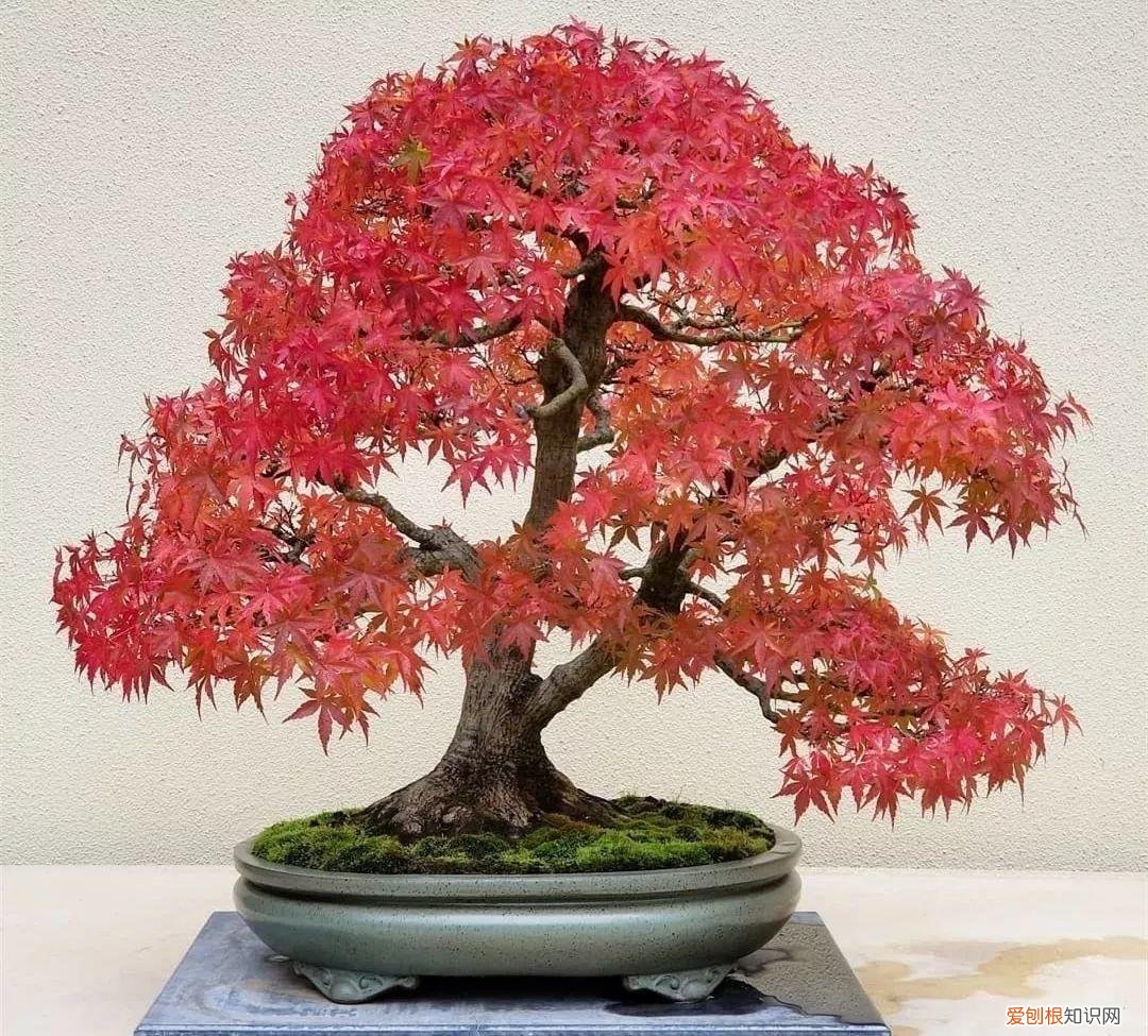 盆栽花卉怎么修剪好看，家里有这10种花，多修剪少浇水，能养成高价盆景