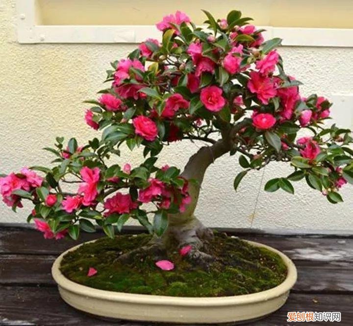 盆栽花卉怎么修剪好看，家里有这10种花，多修剪少浇水，能养成高价盆景