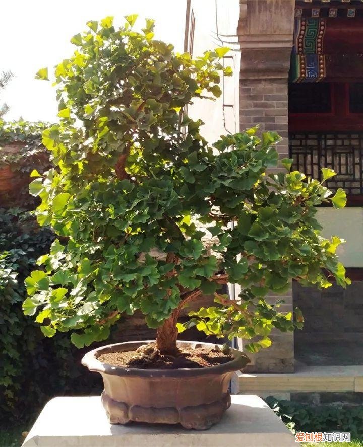 盆栽花卉怎么修剪好看，家里有这10种花，多修剪少浇水，能养成高价盆景