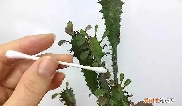 养花病虫害防治 技术，8种盆栽花卉容易感染的病虫害，用药的方法技巧指南，新手轻松学